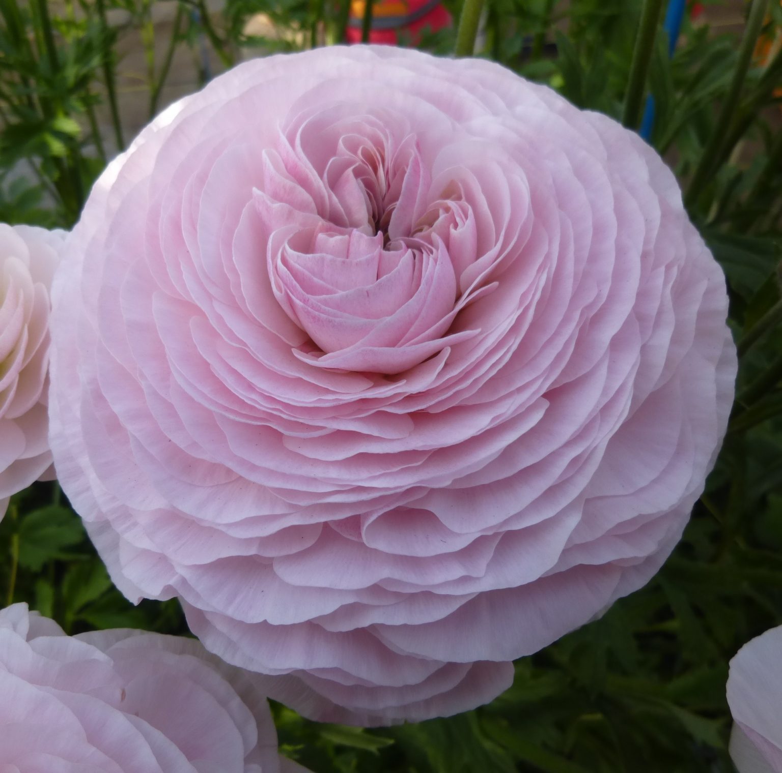 Supreme Light Pink®