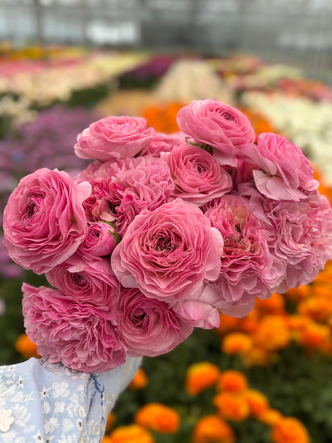 Ranunculus Supreme Pink®