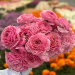 Ranunculus Supreme Pink®