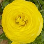 Ranunculus Supreme Yellow®