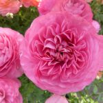 Ranunculus Supreme Pink®