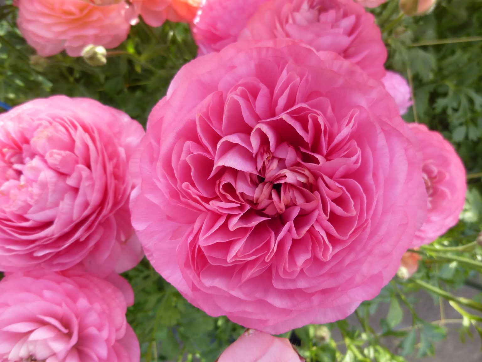 Ranunculus Supreme Pink®