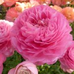 Ranunculus Supreme Pink®