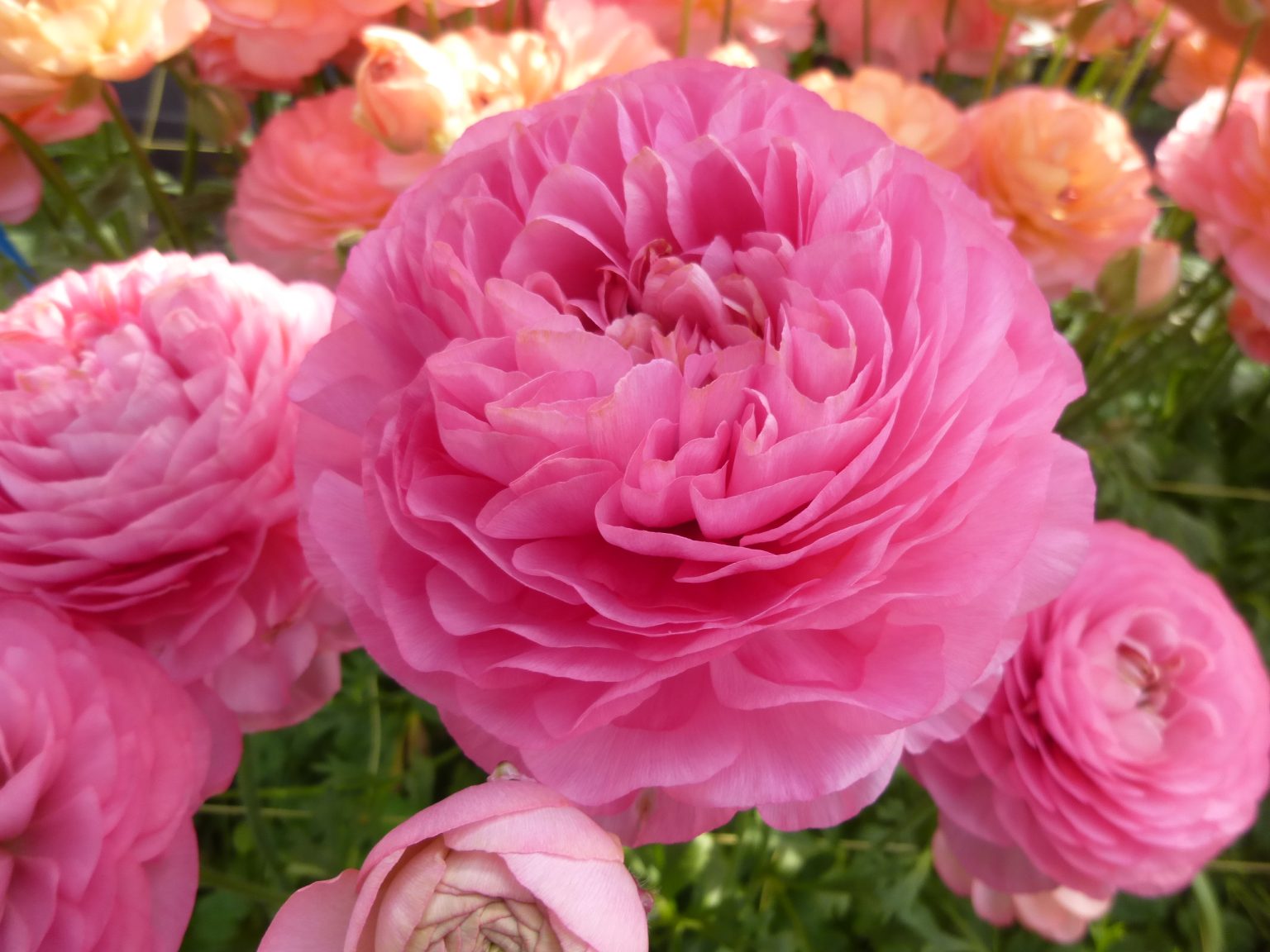 Ranunculus Supreme Pink®