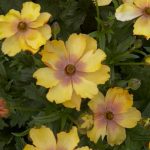 Ranunculus Butterfly™ Uranus®