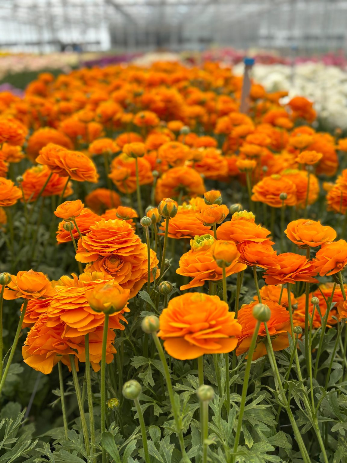 Oranje Ranunculus
