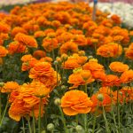 Oranje Ranunculus