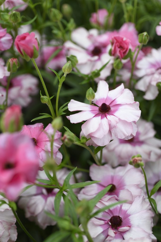 Monarch Flowers the specialist in Ranunculus