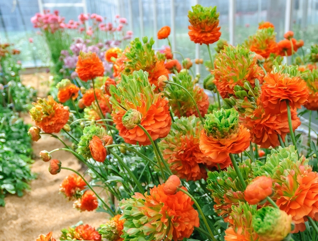 Ranunculus Novelties