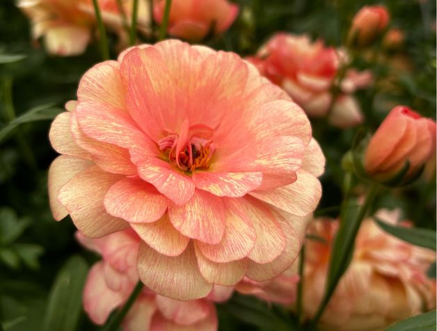 Ranunculus Butterfly™