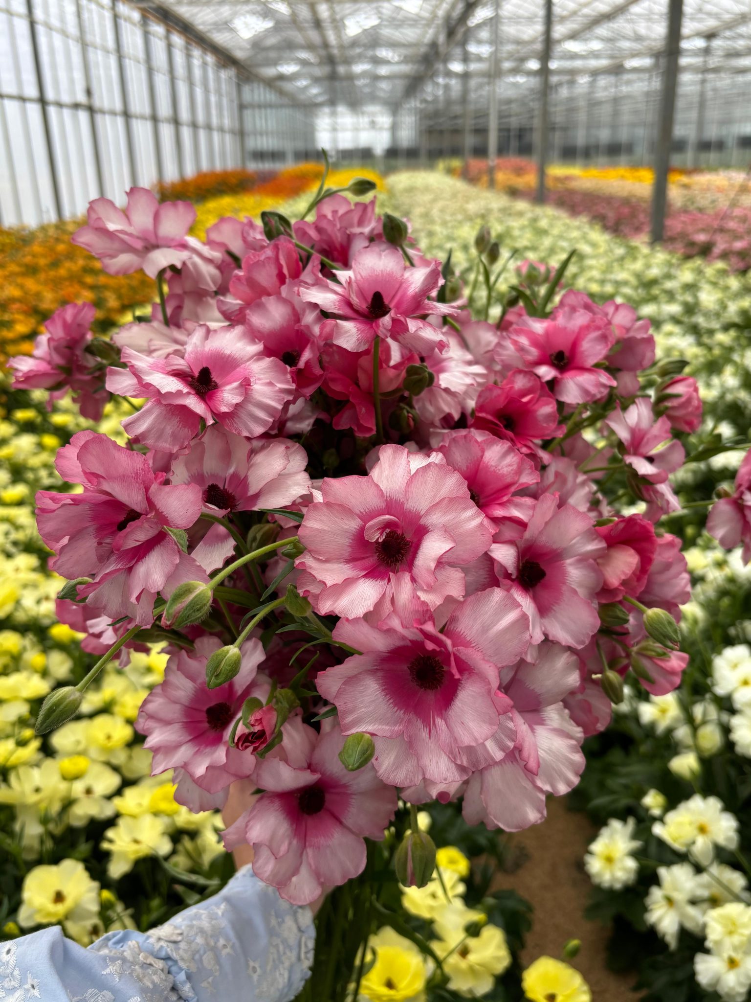 Ranunculus Butterfly Jupiter