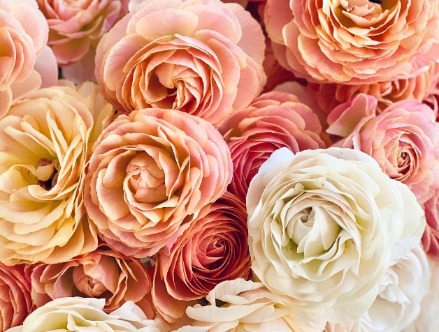 Ranunculus Romance ™