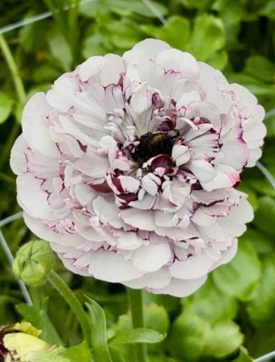 Ranunculus Brushmark Estrada®