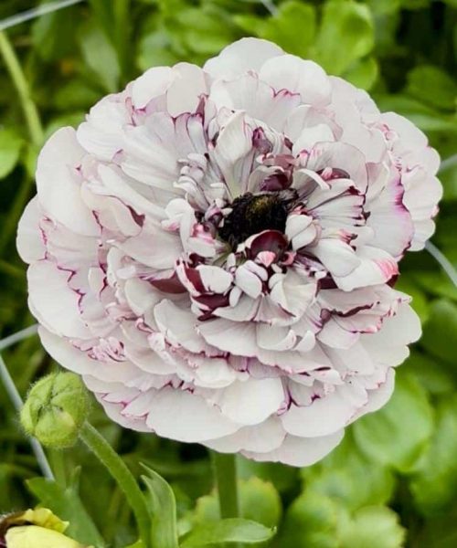 Ranunculus Brushmark Estrada®