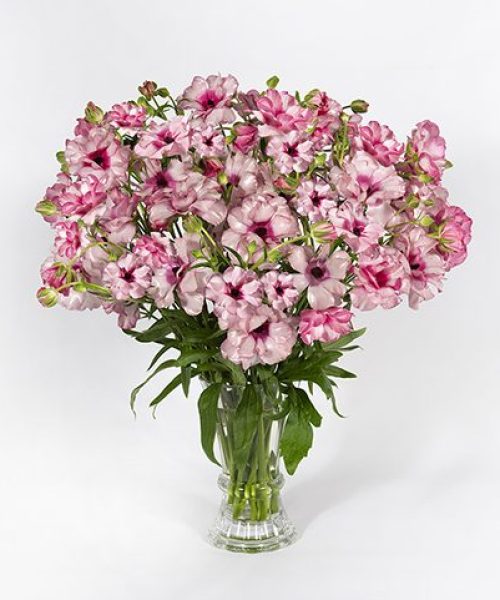 a vase of pink flowers