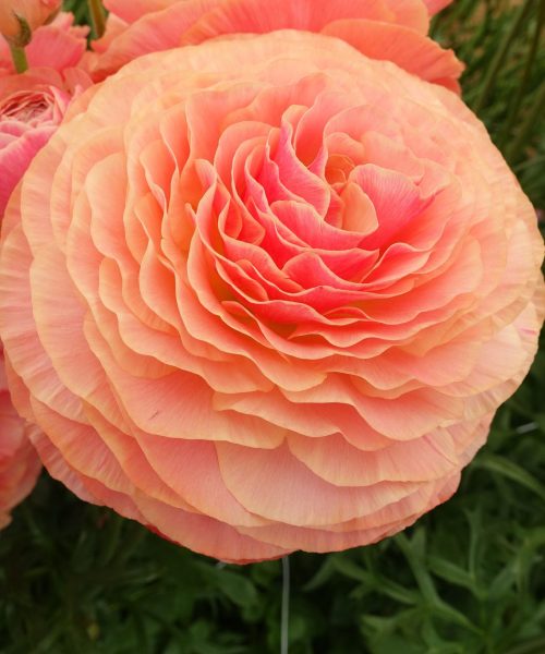 Pink Ranunculus Romance Buzet in a vase
