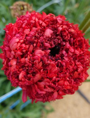 Ranunculus Poodle Chaouen II®