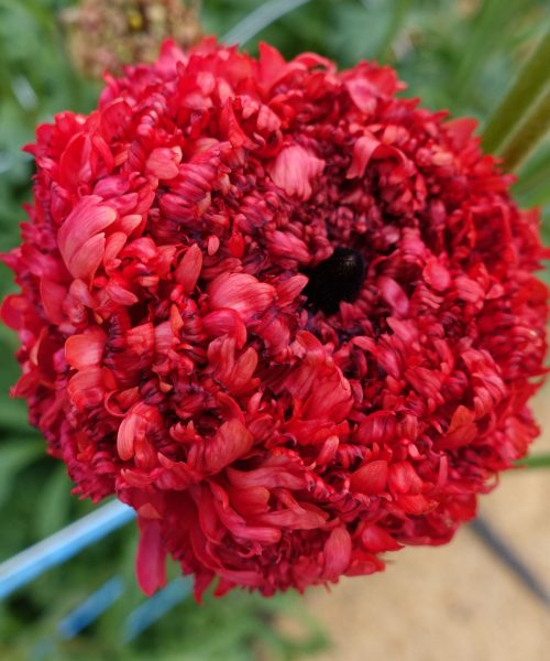 Ranunculus Poodle Chaouen II®