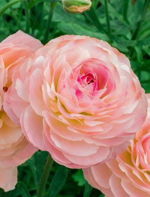 Ranunculus Romance™ Ferrand® pink flower