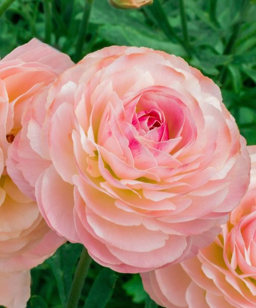 Ranunculus Romance™ Ferrand® pink flower