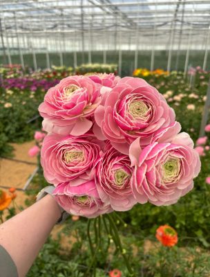 Ranunculus Koi Fish Seclin®