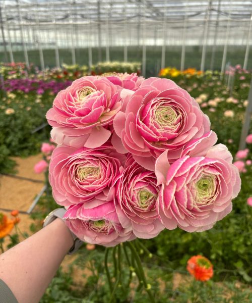 Ranunculus Koi Fish Seclin®