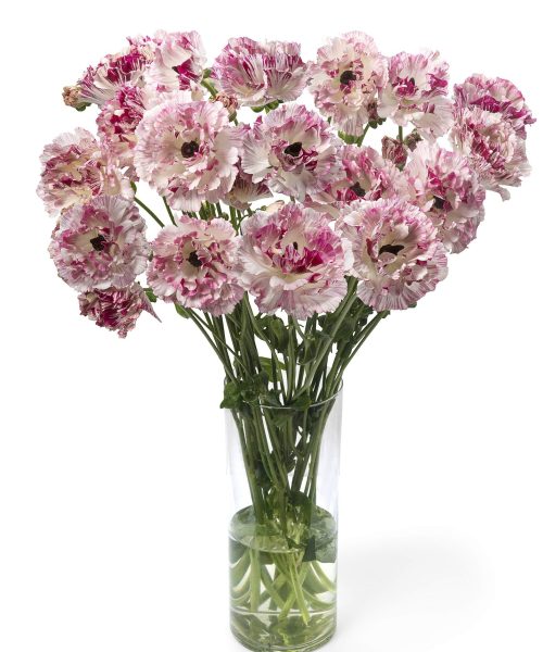 Ranunculus Brushmark Cesar®