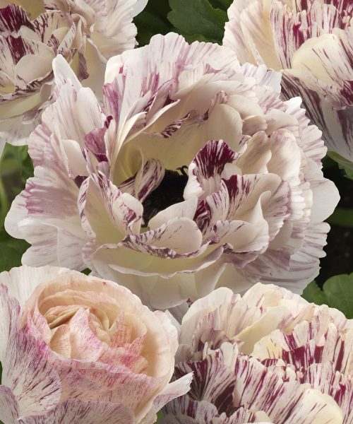 Ranunculus Brushmark Galthie®