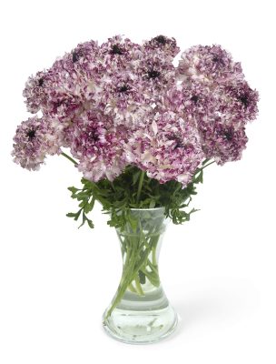 Ranunculus Brushmark Seti®