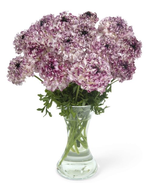 Ranunculus Brushmark Seti®