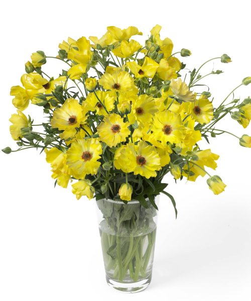 Ranunculus Butterfly™ Artemis®