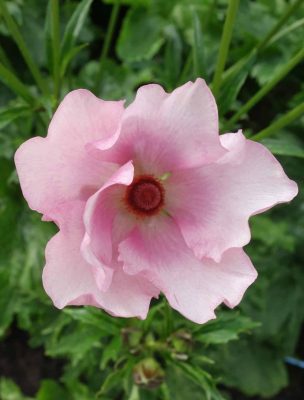 Ranunculus Butterfly™ Aura®