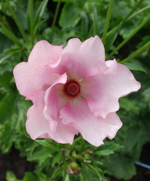 Pink Flower Ranunculus Butterfly™ Aura®