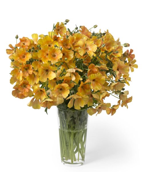 Ranunculus Butterfly™ Charis®