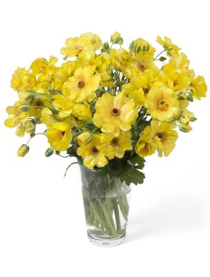 De Ranunculus Butterfly™ Dione®