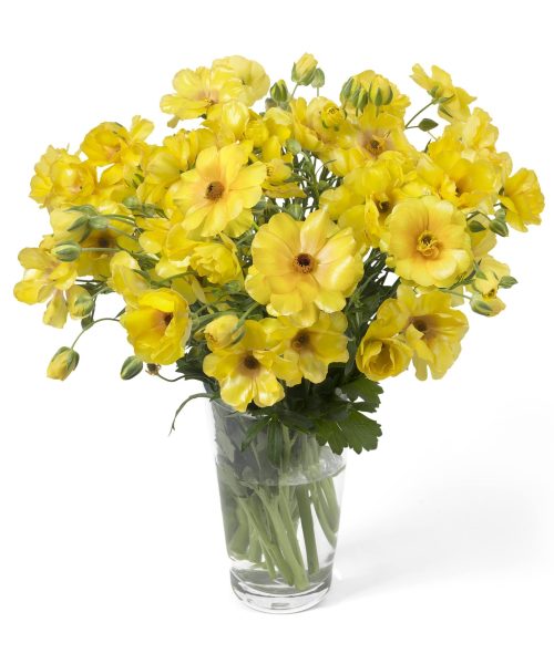 De Ranunculus Butterfly™ Dione®