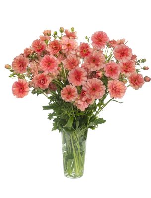 Ranunculus Butterfly™ Eris®