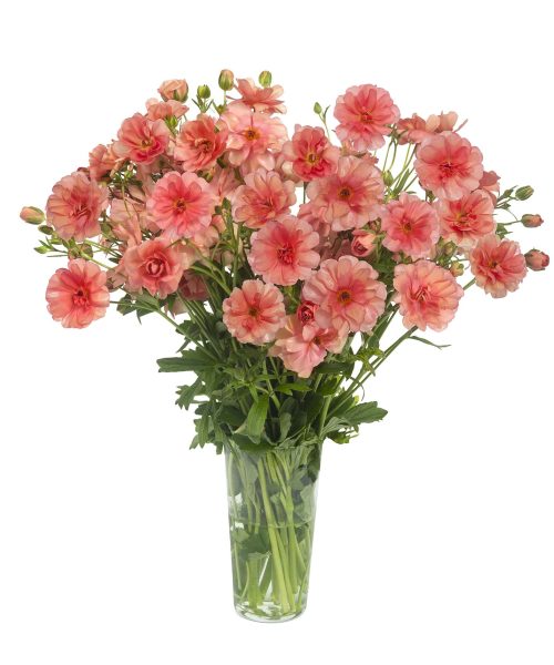 Ranunculus Butterfly™ Eris®