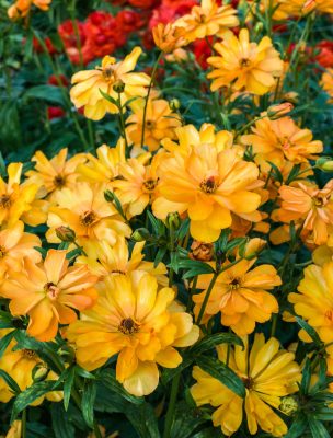 Ranunculus Butterfly™ Galatea®