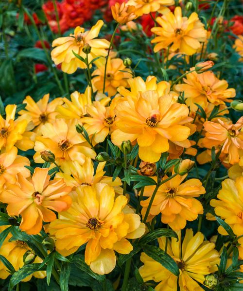 Ranunculus Butterfly™ Galatea®