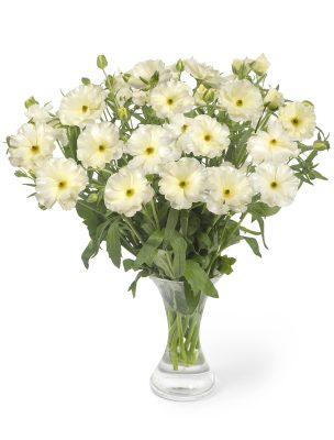 Ranunculus Butterfly™ Graces®