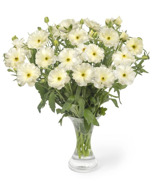 Ranunculus Butterfly™ Graces®