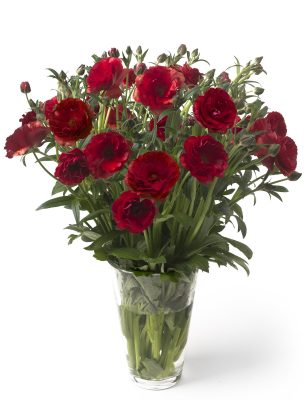 Ranunculus Butterfly™ Hades®