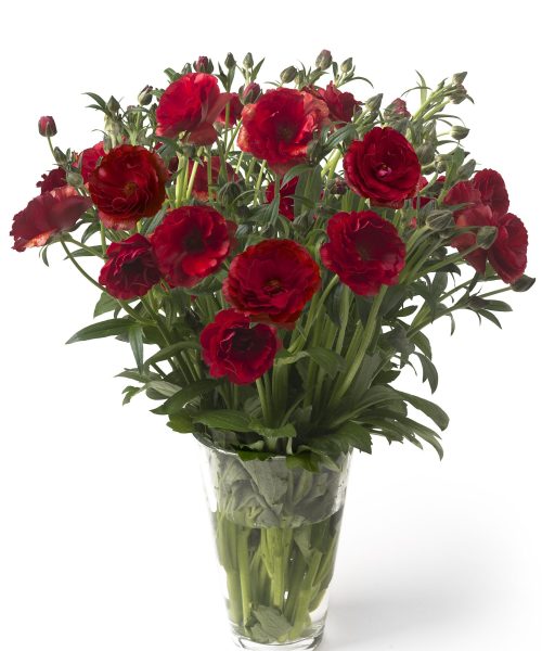 Ranunculus Butterfly™ Hades®