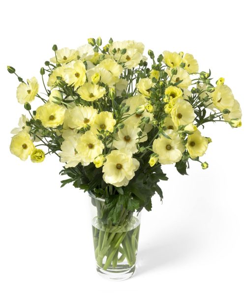 Een bouquet van gele Ranunculus Butterfly in de vaas