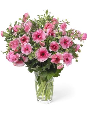 Ranunculus Butterfly™ Hera®