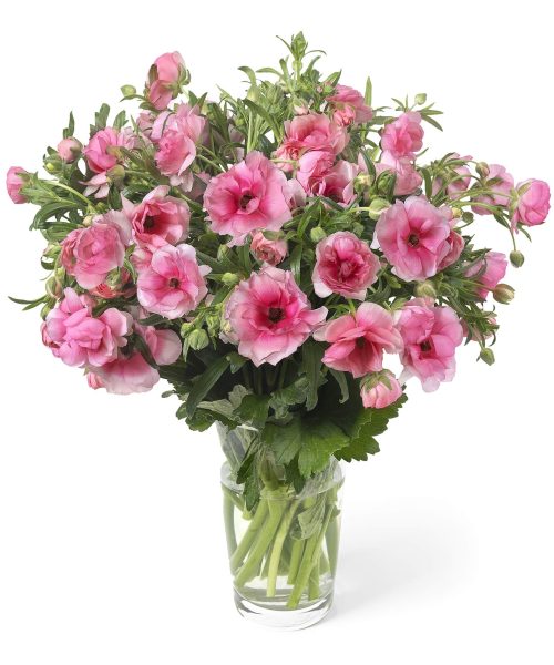 Ranunculus Butterfly™ Hera®