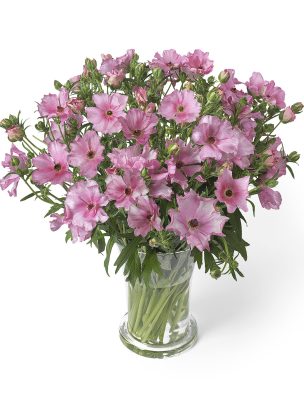 Ranunculus Butterfly Isis 01-min