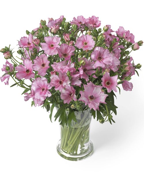 Ranunculus Butterfly Isis 01-min