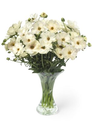 Ranunculus Butterfly Keramos 01-min